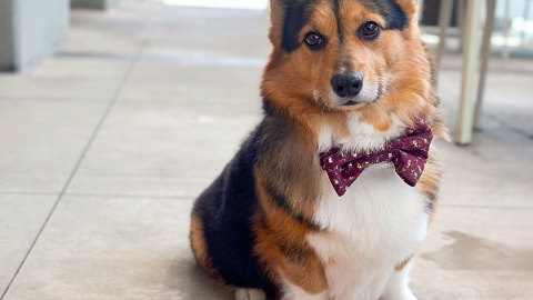 Yappy Hour
