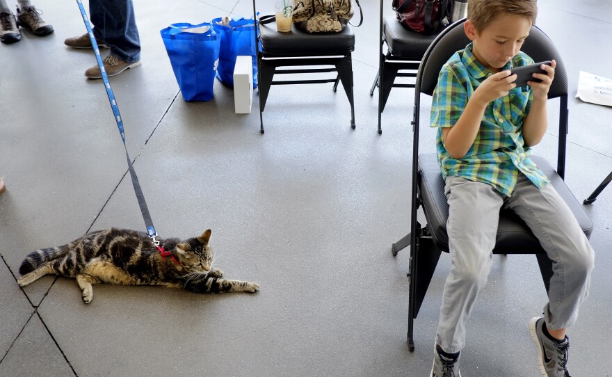 Tara, a 7-year-old cat, is still keeping a watchful eye over Jeremy Triantafilo.