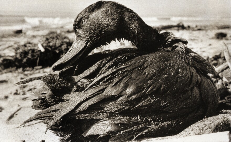 A duck covered in a thick coating of crude oil, picked up when it lighted on waters off Carpinteria State Beach in Santa Barbara County, Calif., after the oil spill in January 1969.