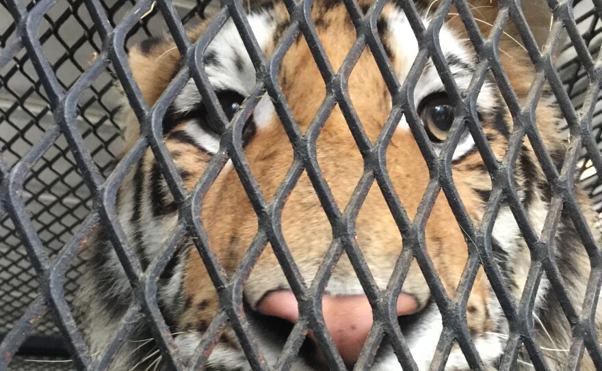 A tiger discovered in what was thought to be an abandoned Houston home was rescued by the city's animal shelter, after an intruder called authorities.