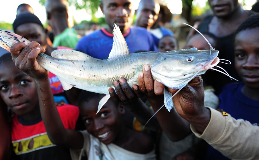 Boys show off their catch on the shoreline of Lake Malawi near in Salima, Malawi, April 2012. About the size of New Jersey, Lake Malawi is one of the most biologically diverse lakes in the world.