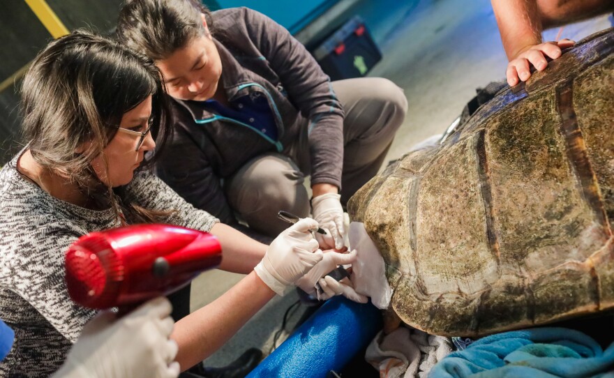 Scientists install the brace in the turtle's shell in this undated photo.