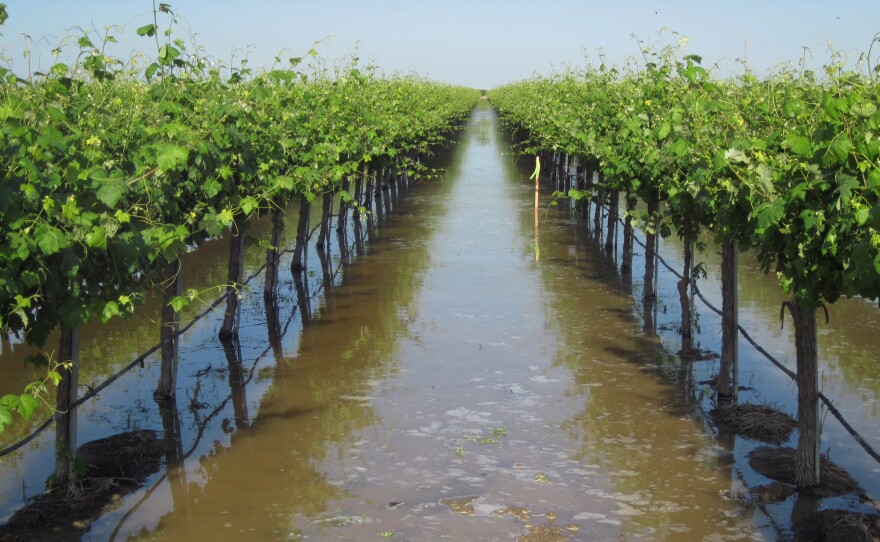 Don Cameron, general manager of Terranova Ranch, flooded his grapevines with floodwaters from a branch of King's River, southwest of Fresno, Calif.