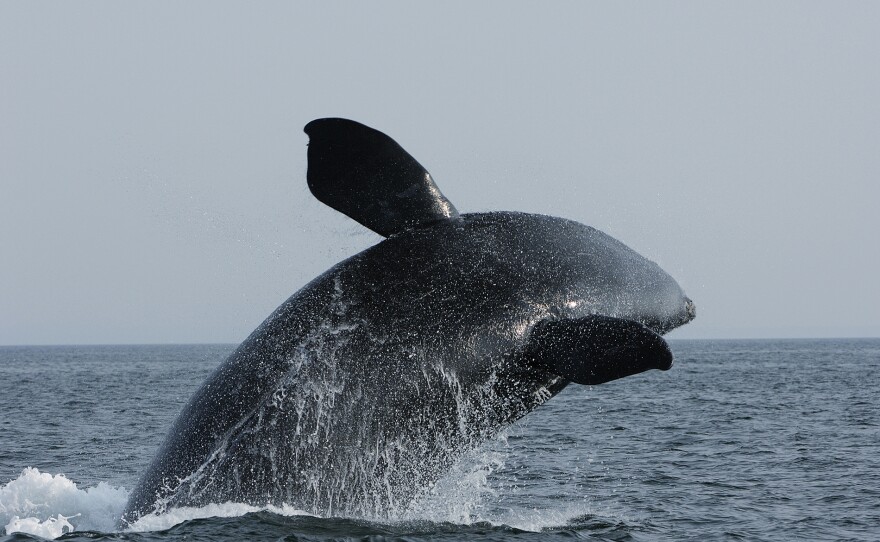 A North Atlantic Right Whale breaches in the Bay of Fundy, Canada. SEA CHANGE: THE GULF OF MAINE, A NOVA SPECIAL PRESENTATION premieres Wednesdays, July 24 - Aug. 7, 2024 on PBS.