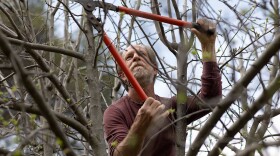Alan Haight, 62, prunes apple trees at Riverhill Farm in Nevada City in this undated photo. 