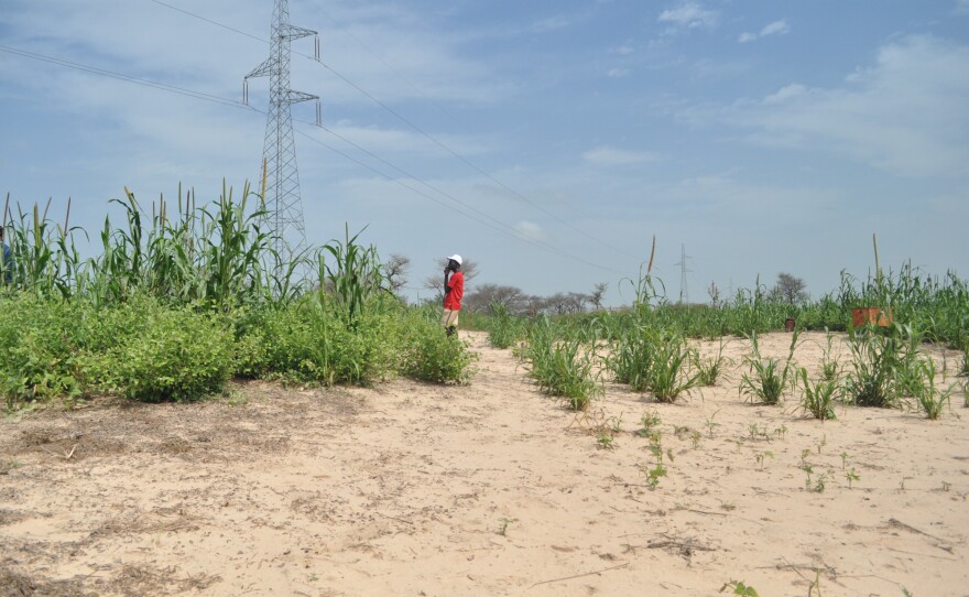 Millet grown in conjunction with <em>Guiera senegalensis </em>(left) towers over millet grown without shrubs interspersed among the stalks in this agricultural research field outside Thiès, Senegal. Research shows that planting <em>Guiera senegalensis </em>shrubs in farmers' fields can increase crop yields as the shrubs' roots help pull water deep in the soil closer to the surface.