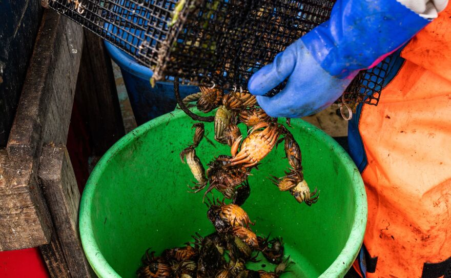 A fisherman pours green crabs into a bucket.