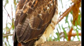 Red-Tailed Hawk