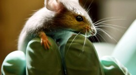 Scientists have discovered that a drug used to treat HIV helps restore a particular kind of memory loss in mice. The results hold promise for humans, too.