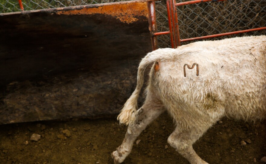 All of the Mexican cattle are branded with an "M" on their right hip.