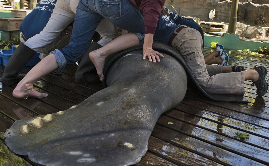 A rehab care team at a manatee hospital holds down a rescued manatee as it is treated for exposure to an algae bloom called red tide