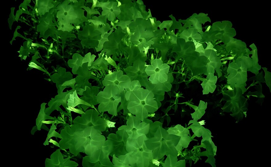 The Firefly Petunia emanates light because it's been modified with genes from a bioluminescent mushroom