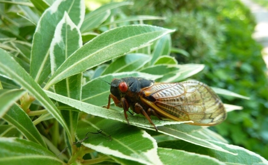 A member of Brood II alights on a New Jersey shrub.