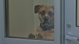 A dog looks out from its enclosure at the San Diego Humane Society on July 31