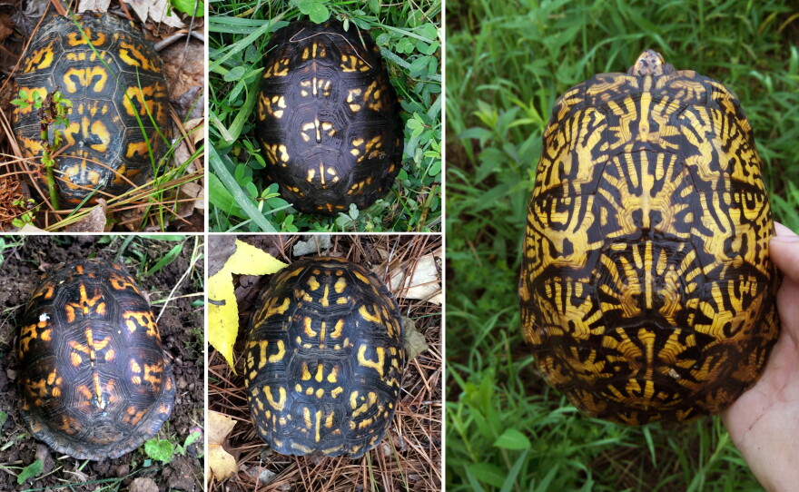 How do you save the beloved box turtle? A 100-year-long study | KPBS ...