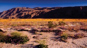 Spring wildflowers in Anza Borrego Desert State Park.