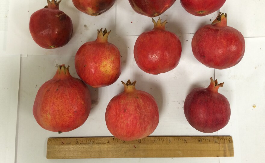 These pomegranates are about an inch smaller than the typical size, but they're packed with antioxidants.