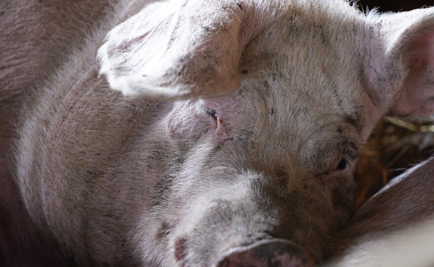 A hog rests in a holding pen on the Ron Mardesen farm, Thursday, Dec. 2, 2021, near Elliott, Iowa.