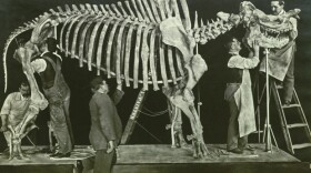 Promotional image of a dinosaur skeleton being mounted on display. "Dinosaur Wars" reveals the story of two paleontologists who uncovered the remains of 130 species of dinosaur and collected thousands of specimens, putting American science on the world stage in the late 1800s. 