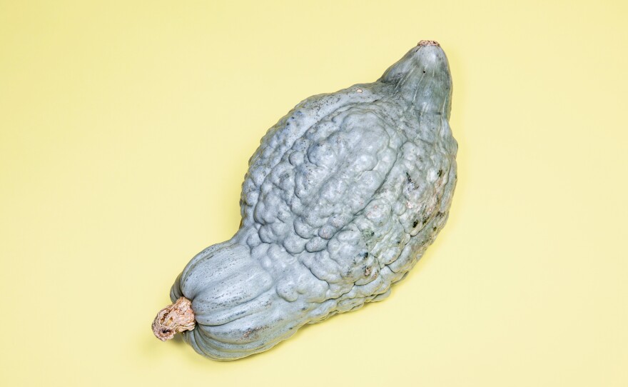 Blue Hubbard: This huge blue-gray squash was introduced in 1909 by Massachusetts seed entrepreneur James J.H. Gregory, who was also behind the cherry tomato.