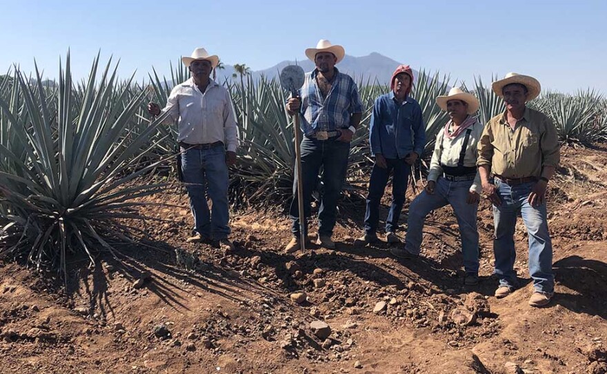 tequila making