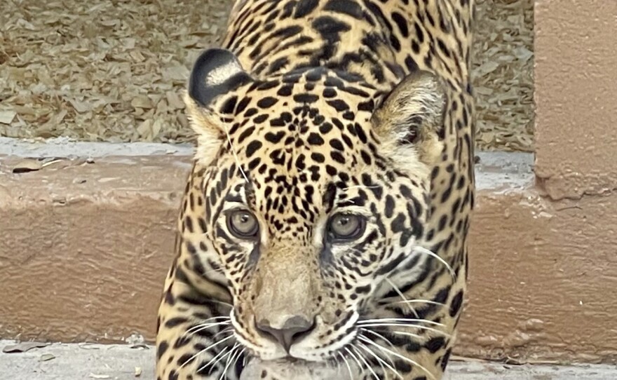 Officials from USFW asked the New Orleans Audubon Zoo to care for the cub because it already has the experience and equipment to house jaguars.