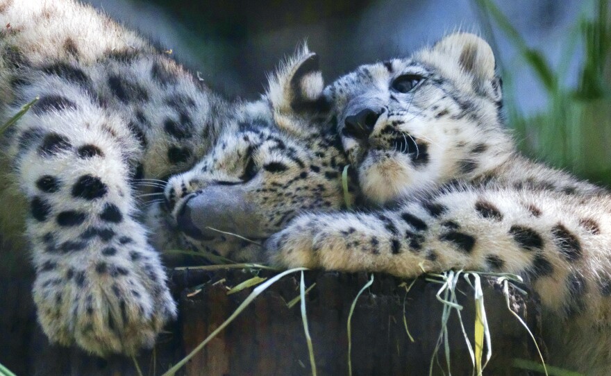 Two snow leopard cubs play in their enclosure at the Los Angeles Zoo on Tuesday during their public debut.