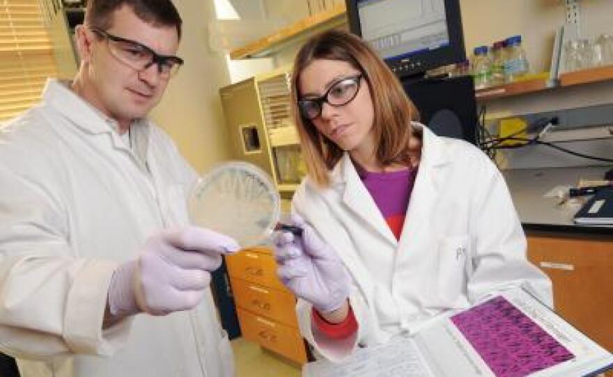 Researchers use bacteria growing on the plate as a tool for evolving molecules such as antibodies.
