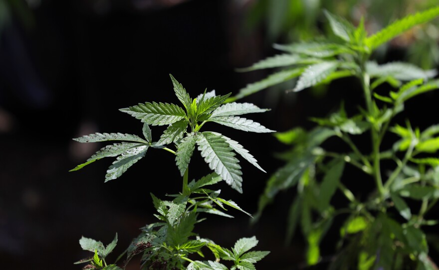 In this April 12, 2018, photo, a marijuana plant awaits transplanting at the Hollingsworth Cannabis Company near Shelton, Wash.  Thirty states have legalized some form of medical marijuana, according to a national advocacy group. Nine of those states and Washington, D.C., also have broad legalization where adults 21 and older can use pot for any reason.