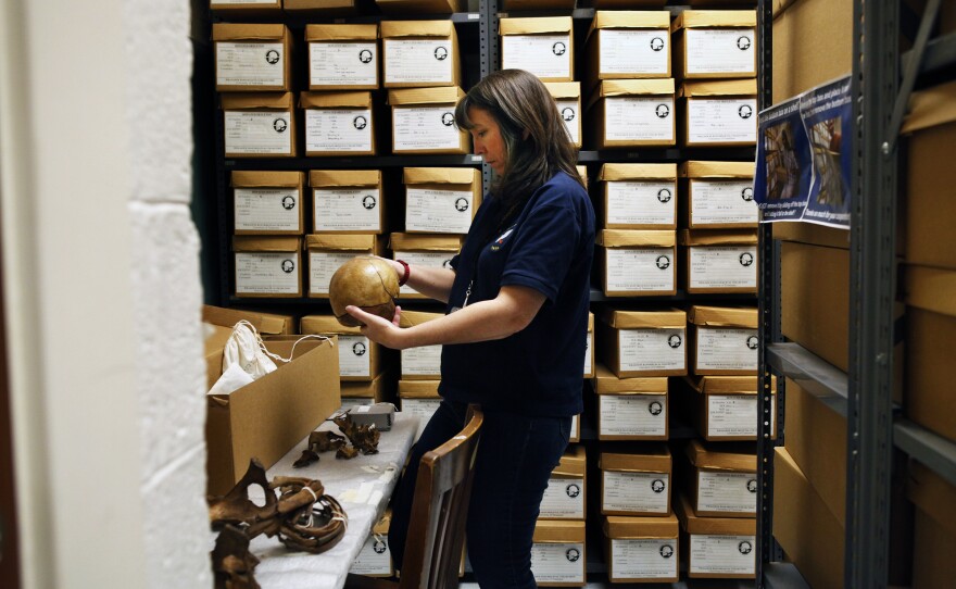 Dr. Dawnie Wolfe Steadman, director of UT's Forensic Anthropology Center, examines a skeleton in the Bass Donated Skeletal Collection.