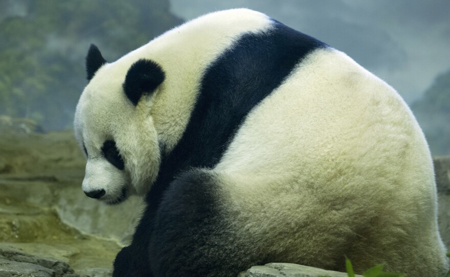 The National Zoo in Washington, D.C. says an ultrasound taken Friday showed what could be signs of a fetus in its panda Mei Xiang.