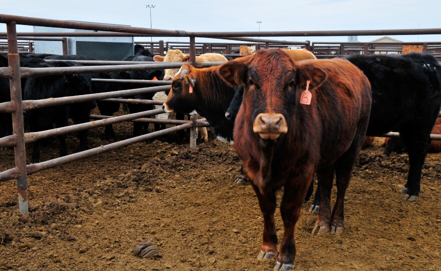 Cattle at the OKC West Livestock Market, one of the largest cattle auction houses in Oklahoma.