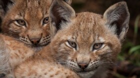 Lynx babies. Kalkalpen National Park, Austria.