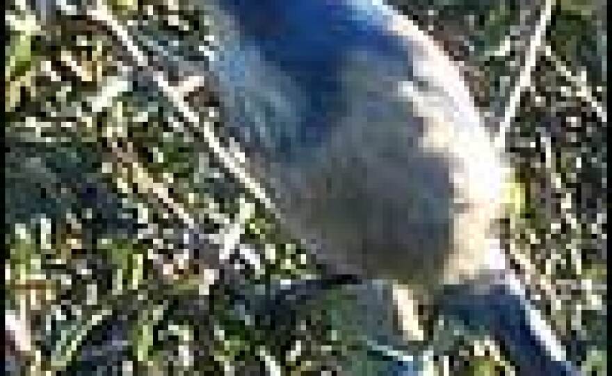 The Florida scrub-jay is among the more than 100 species of the state's plants and animals that are protected by the federal Endangered Species Act.