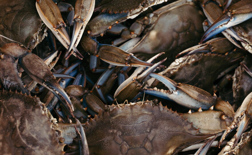 A small part of Jack Torney's blue crab haul one morning this summer in a cove off the Chesapeake Bay near Galesville, Maryland.
