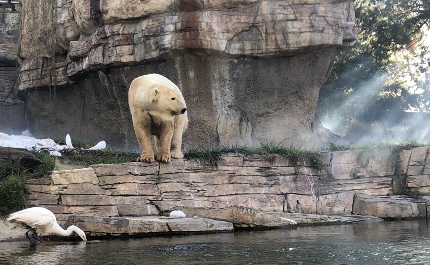 A polar bear at the San Diego Zoo pictured on Nov. 5, 2022.