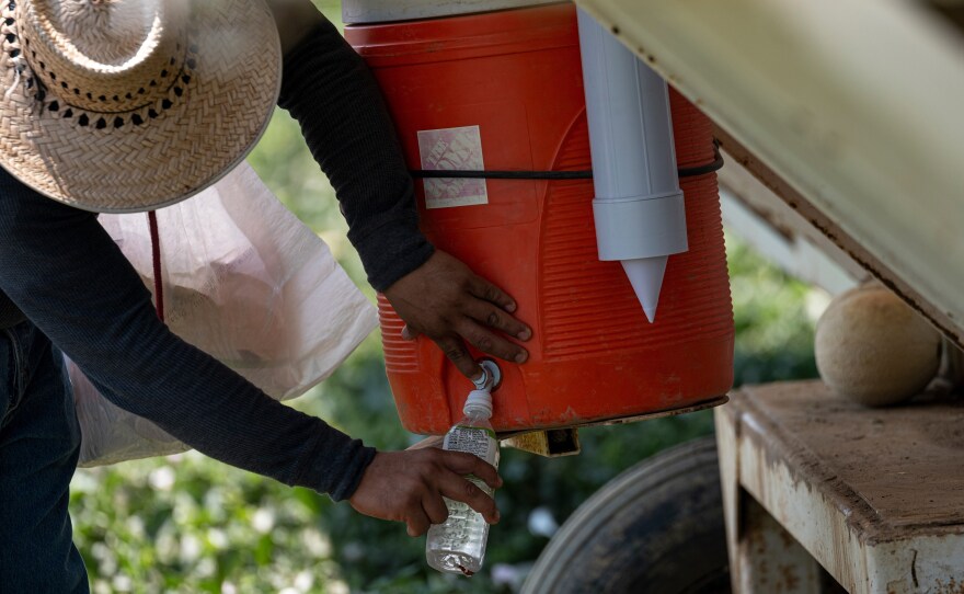 A worker fills a bottle with water on a farm during a drought in Firebaugh, Calif., on July 13.