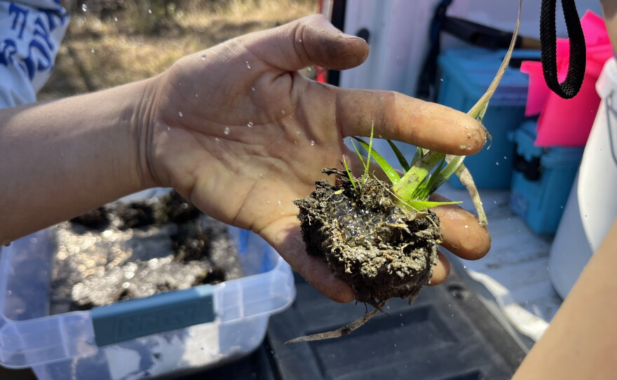 Nicole Dahrouge spritzes a cluster of eggs that's been removed from a wetland to keep them damp.