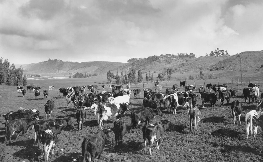 Dairy cows graze in Mission Valley when it was farmland in this undated photo.