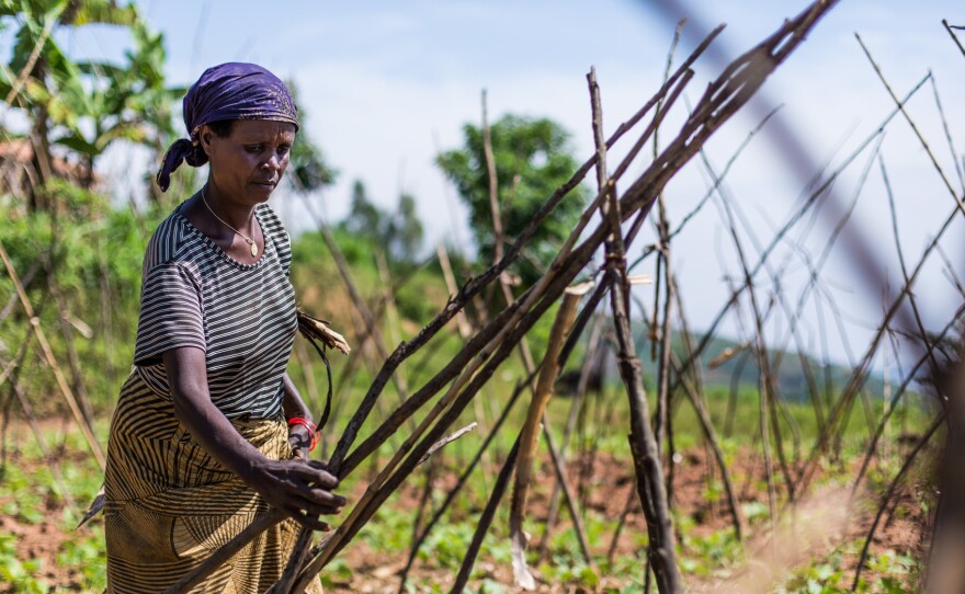 A farmer in western Rwanda prepares her bean field for the growing season.