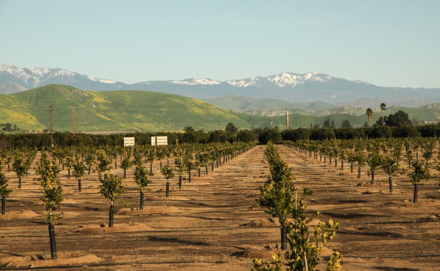 Lindsay, California is a town of about 12,000 in the heart of the state's citrus farming belt in Tulare County.