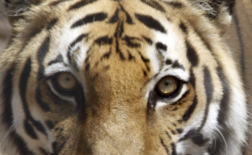 A tiger in a rescue center in Cambodia in 2011.