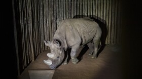 Eric the 2,550-pound eastern black rhino shortly after he arrived at his new home at a game reserve in the Serengeti in Tanzania on Sep. 11, 2018.