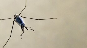 In the new study researchers found that Halobates sericeus, sea skaters, have exploited the influx of plastic garbage as new surfaces for their eggs. This has led to a rise in the insect's egg densities in the North Pacific. 