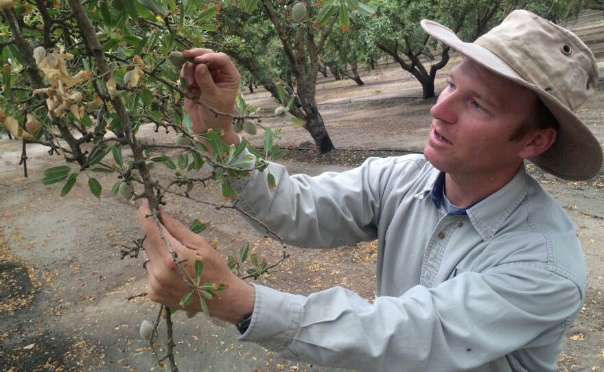 David Doll of the University of California Division of Agriculture and Natural Resources, examines an almond tree. High almond prices prompted many California growers to put in new plantings of the nut tree in recent years. But those prices have now fallen about 20 percent.