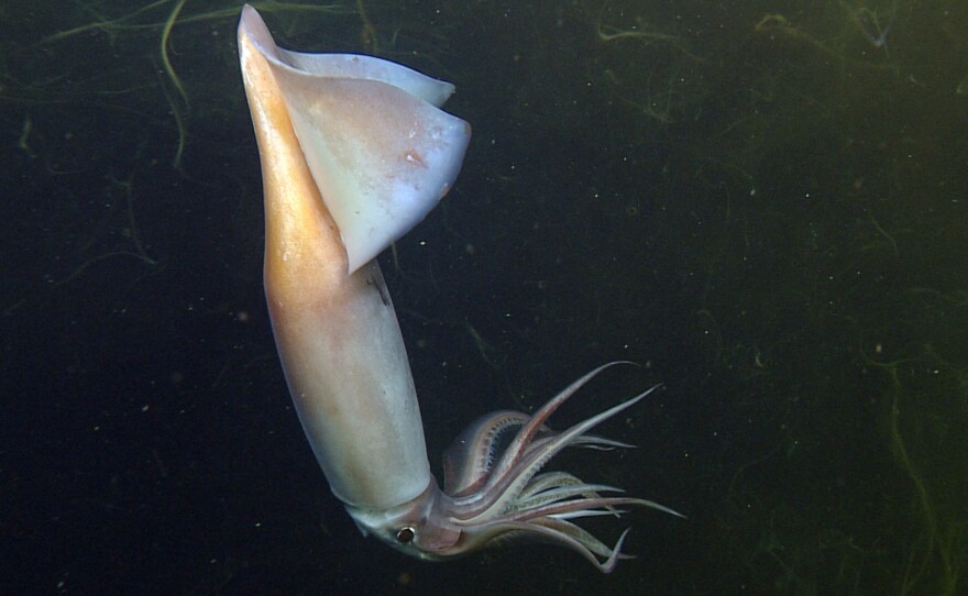 A Humboldt squid shows its colors in the lights of a remotely operated vehicle off the coast of California.