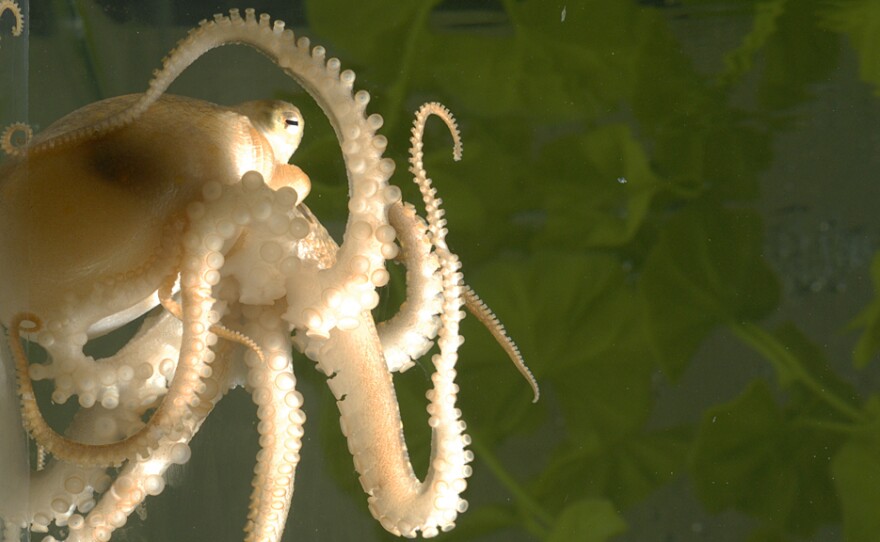 A juvenile California two-spot octopus (Octopus bimaculoides).