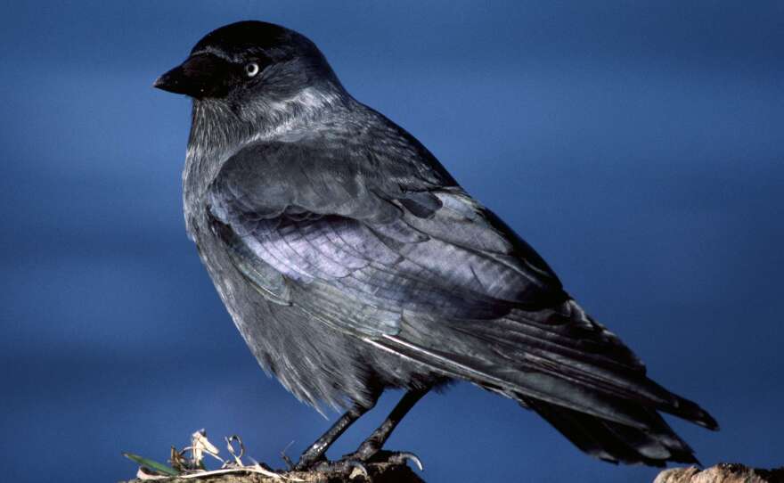 A jackdaw has "a distinctive silvery sheen to the back of its head," according to The Royal Society for the Protection of Birds.