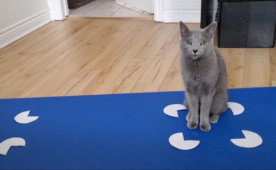 Ash the cat selects the Kanizsa square stimulus — in other words, the illusion of a square — in a new study in which pet owners provided the data.