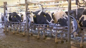 In this June 8, 2018 image taken from video, cows are milked at a dairy farm at the University of California, Davis, in Davis, Calif., where researchers are feeding seaweed to dairy cows in a bid to make cattle more climate-friendly. 